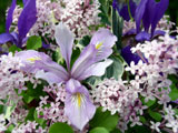 [Iris and Korean Lilacs]