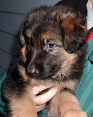 Tannhauser Pup from 2005